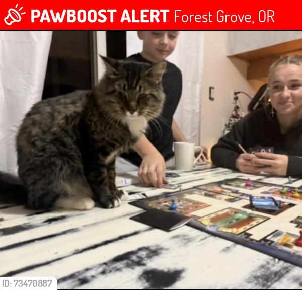 Lost Male Cat last seen Hawthorne and 23rd, Forest Grove, OR 97116