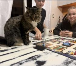 Lost Male Cat last seen Hawthorne and 23rd, Forest Grove, OR 97116