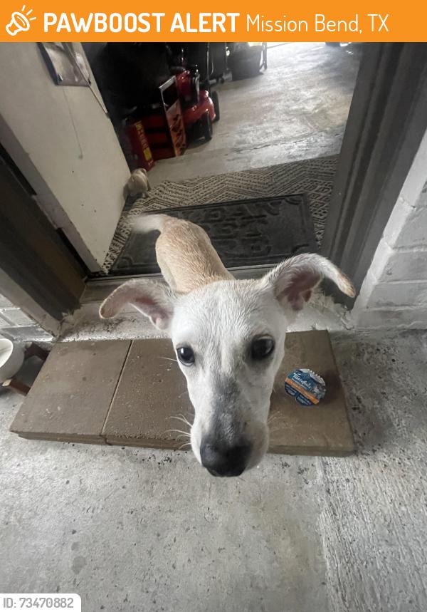 Found/Stray Male Dog last seen Beachnut and addicks clodine, Mission Bend, TX 77083