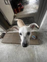 Found/Stray Male Dog last seen Beachnut and addicks clodine, Mission Bend, TX 77083