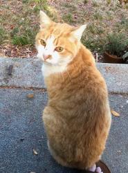 Found/Stray Unknown Cat last seen Ocean View Dr. and Broadway in Oakland, Oakland, CA 94618