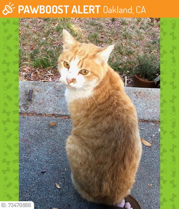 Found/Stray Unknown Cat last seen Ocean View Dr. and Broadway in Oakland, Oakland, CA 94618