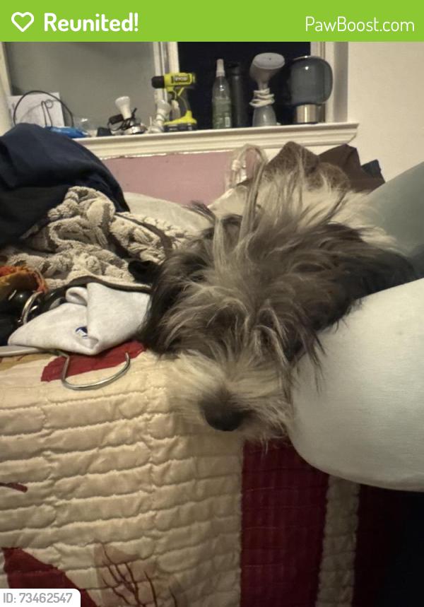 Reunited Female Dog last seen 57th St and Van Horn St, Elmhurst, NY, Queens, NY 11373