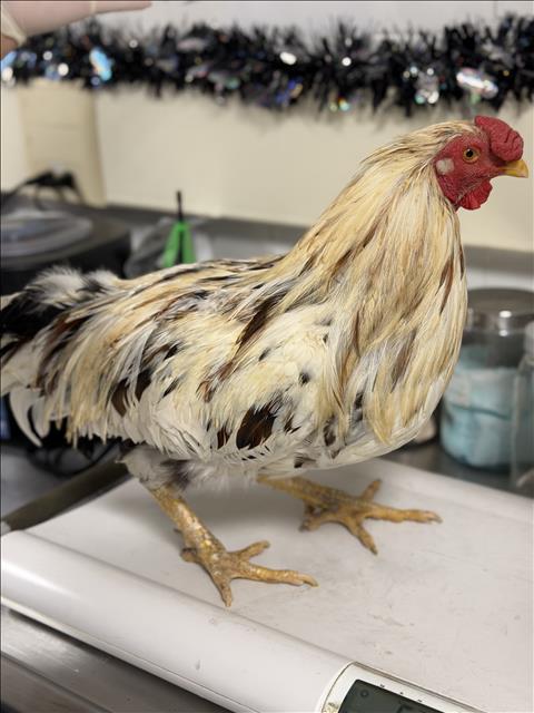 Shelter Stray Male Bird last seen , West Valley Animal Shelter, 20655 Plummer St, Chatsworth, CA 91311, USA