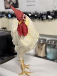 Shelter Stray Male Bird last seen , West Valley Animal Shelter, 20655 Plummer St, Chatsworth, CA 91311, USA