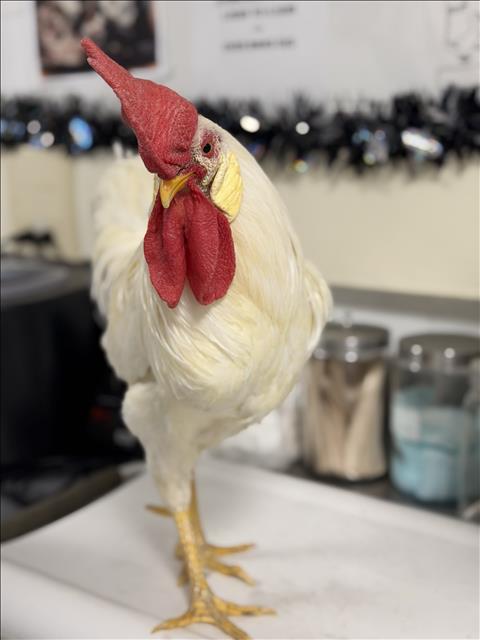 Shelter Stray Male Bird last seen , West Valley Animal Shelter, 20655 Plummer St, Chatsworth, CA 91311, USA