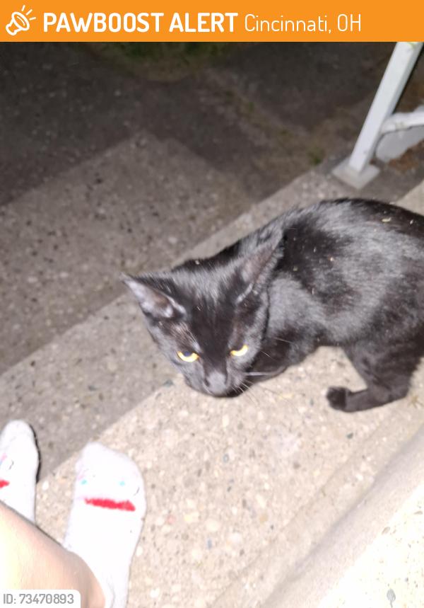 Found/Stray Unknown Cat last seen Near price hill chili, Cincinnati, OH 45238