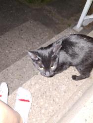 Found/Stray Unknown Cat last seen Near price hill chili, Cincinnati, OH 45238