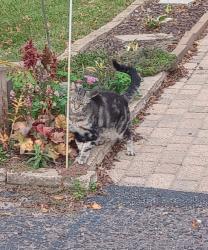 Found/Stray Unknown Cat last seen Rhinestone street and 152nd Ave NW, Ramsey, MN 55303