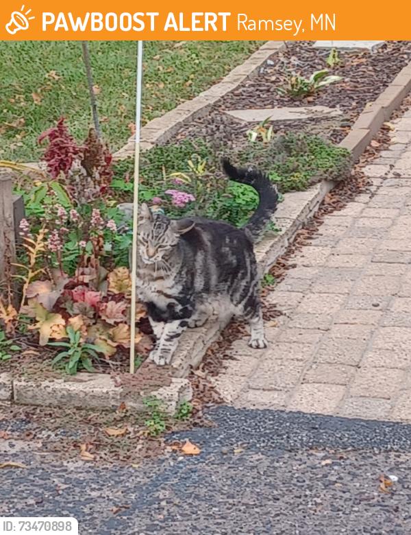 Found/Stray Unknown Cat last seen Rhinestone street and 152nd Ave NW, Ramsey, MN 55303