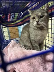 Shelter Stray Unknown Cat last seen Near BLOCK SHAVER LAKE LN, 1950 Stevenson Blvd, Fremont, CA 94538, USA