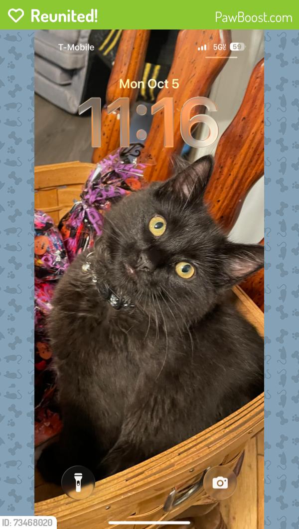Reunited Male Cat last seen Walgrove Rd, Reisterstown, MD 21136, USA, Reisterstown, MD 21136
