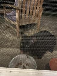 Found/Stray Unknown Cat last seen McDowell Forest Preserve, Naperville, IL 60563