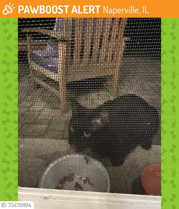 Found/Stray Unknown Cat last seen McDowell Forest Preserve, Naperville, IL 60563