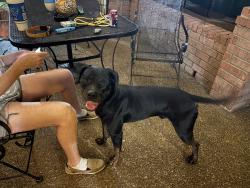 Found/Stray Male Dog last seen Cordova rd and Appling, Cordova, TN 38016