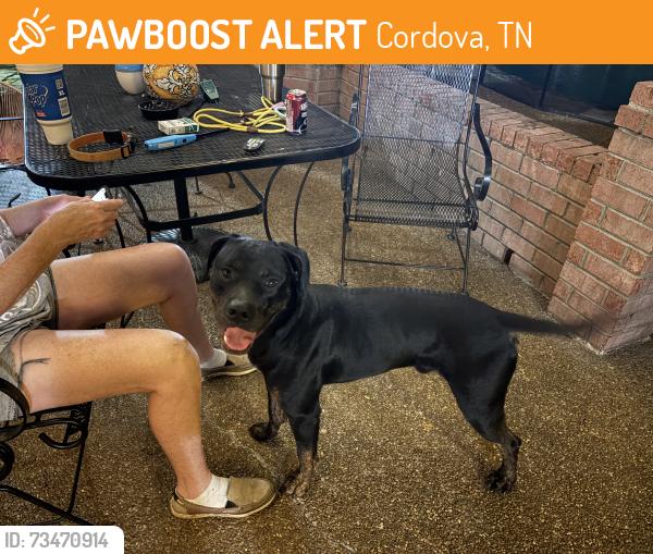 Found/Stray Male Dog last seen Cordova rd and Appling, Cordova, TN 38016