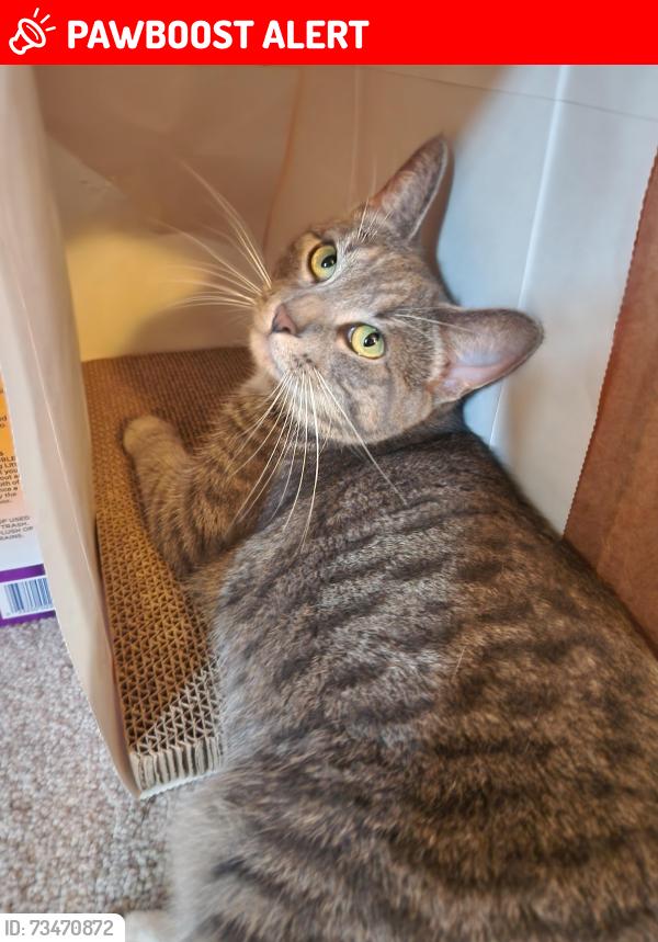 Lost Female Cat last seen Prime Hook Road & Shore Drive, Prime Hook Beach, DE 19968