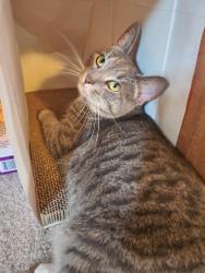 Lost Female Cat last seen Prime Hook Road & Shore Drive, Prime Hook Beach, DE 19968