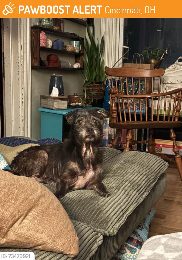 Found/Stray Female Dog last seen Chambers/Chase, Cincinnati, OH 45223