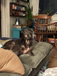 Found/Stray Female Dog last seen Chambers/Chase, Cincinnati, OH 45223