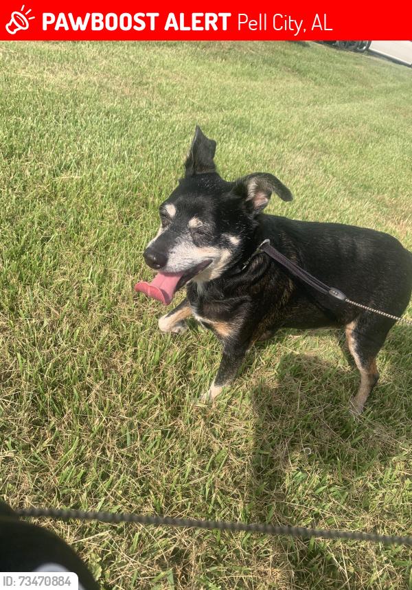 Lost Male Dog last seen Old Coal City Rd, near gas station, about a mile and a half from Petsmart, Pell City, AL 35128