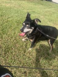 Lost Male Dog last seen Old Coal City Rd, near gas station, about a mile and a half from Petsmart, Pell City, AL 35128