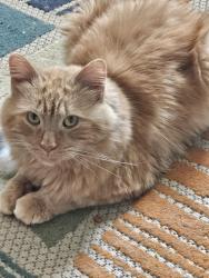 Lost Male Cat last seen Hancock st, rumford ave, Rumford, ME 04276