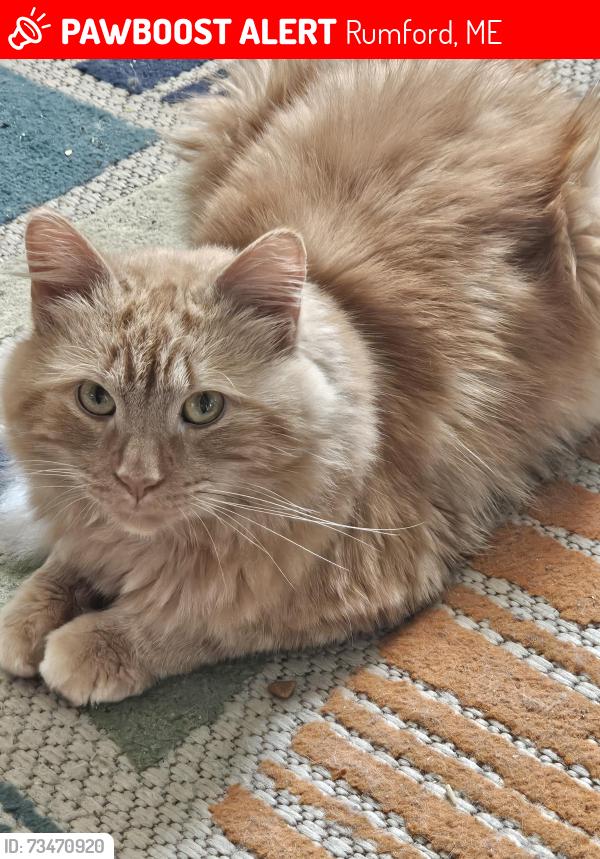 Lost Male Cat last seen Hancock st, rumford ave, Rumford, ME 04276