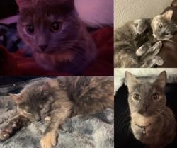 Lost Female Cat last seen W 87th Place & Dudley Ct, Westminster, CO 80005