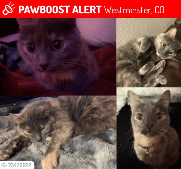 Lost Female Cat last seen W 87th Place & Dudley Ct, Westminster, CO 80005