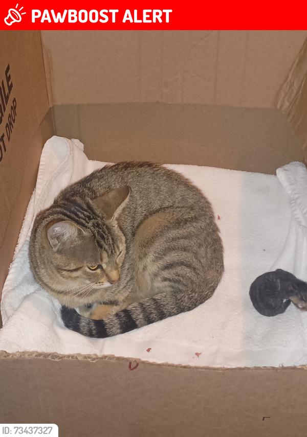 Lost Female Cat last seen Sova apmts and Murphy lane, Worthington Hills, KY 40245