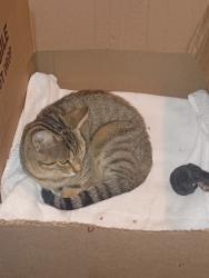 Lost Female Cat last seen Sova apmts and Murphy lane, Worthington Hills, KY 40245