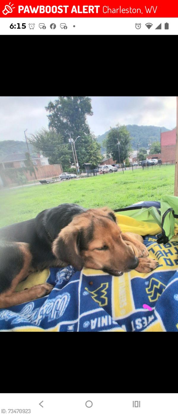 Lost Female Dog last seen Dog park East WASHINGTON Street Charleston WV, Charleston, WV 25311