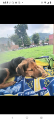 Lost Female Dog last seen Dog park East WASHINGTON Street Charleston WV, Charleston, WV 25311