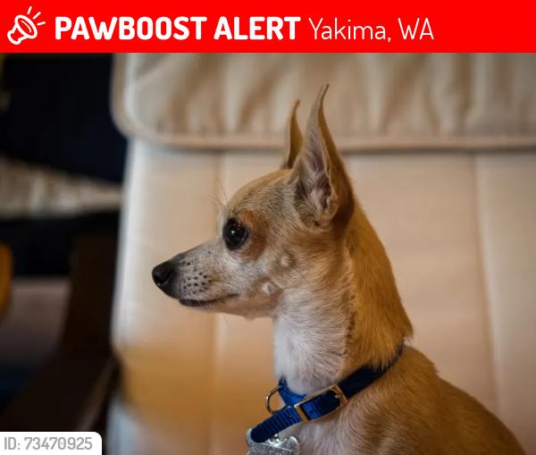 Lost Female Dog last seen 40th and fruitvale Fred Meyer, Yakima, WA 98902