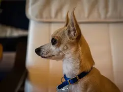 Lost Female Dog last seen 40th and fruitvale Fred Meyer, Yakima, WA 98902