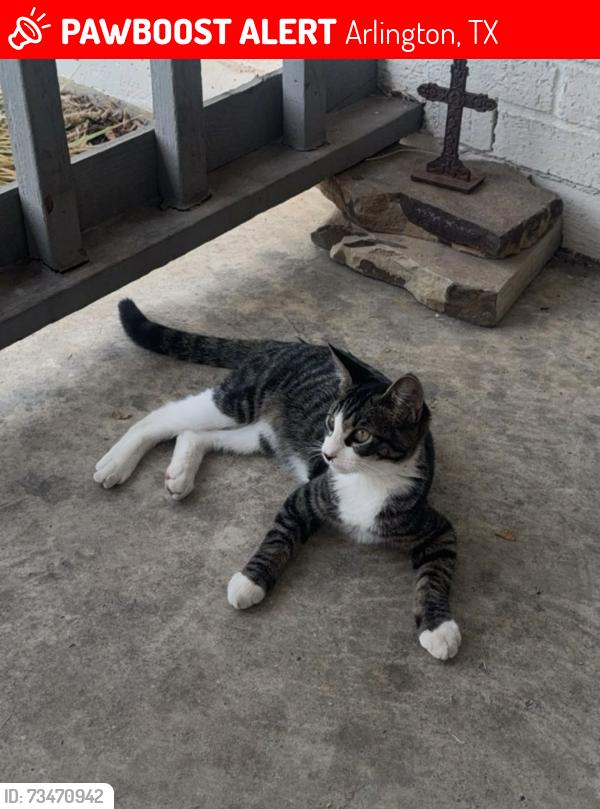 Lost Male Cat last seen Sublet Rd, Arlington, TX 76018