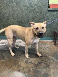 Shelter Stray Female Dog last seen HIGHWAY 1083, 31078 LA-36, Lacombe, LA 70445, USA