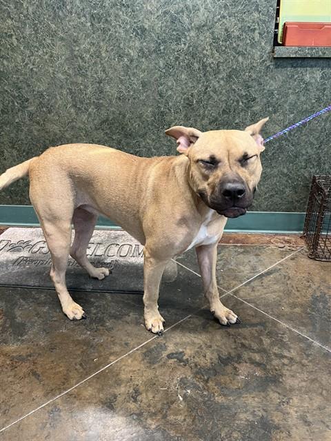 Shelter Stray Female Dog last seen HIGHWAY 1083, 31078 LA-36, Lacombe, LA 70445, USA