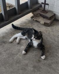 Lost Male Cat last seen Sublet Rd, Arlington, TX 76018
