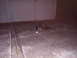 Found/Stray Unknown Cat last seen Hillsdale Ave and Glen Cove Rd, Syracuse, NY 13206