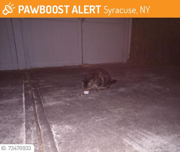 Found/Stray Unknown Cat last seen Hillsdale Ave and Glen Cove Rd, Syracuse, NY 13206