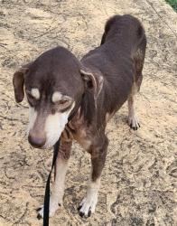 Shelter Stray Male Dog last seen Near BLOCK SILVER BOW, 4710 TX-151, San Antonio, TX 78227, USA