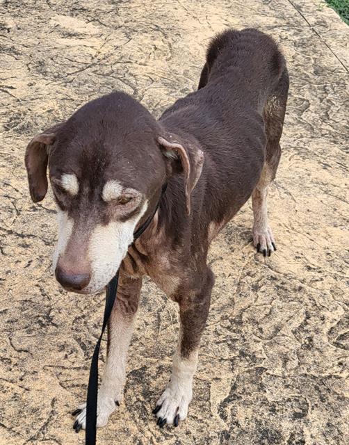 Shelter Stray Male Dog last seen Near BLOCK SILVER BOW, 4710 TX-151, San Antonio, TX 78227, USA