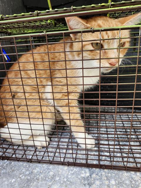 Shelter Stray Female Cat last seen Near BLOCK SAN LUIS ST, 4710 TX-151, San Antonio, TX 78227, USA