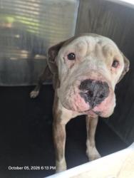 Shelter Stray Female Dog last seen MCNEEL RD, 4710 TX-151, San Antonio, TX 78227, USA