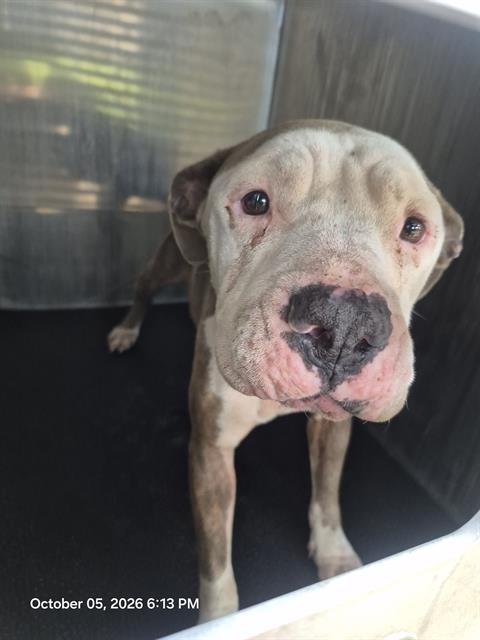 Shelter Stray Female Dog last seen MCNEEL RD, 4710 TX-151, San Antonio, TX 78227, USA