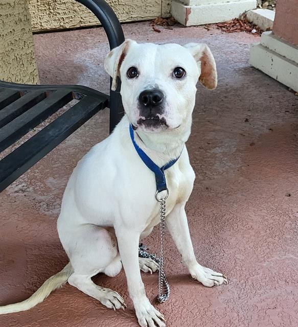 Shelter Stray Male Dog last seen Near BLOCK NEW LAREDO HWY, 4710 TX-151, San Antonio, TX 78227, USA