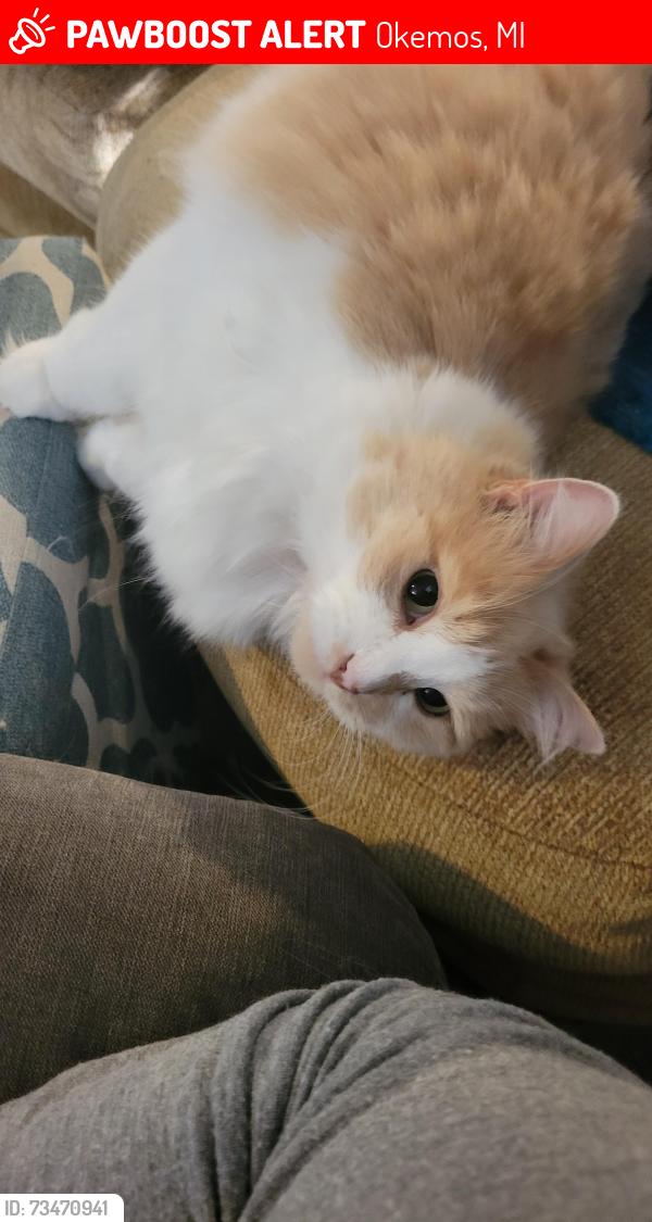 Lost Female Cat last seen Algonquin and Seminole, Okemos, MI 48864