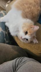 Lost Female Cat last seen Algonquin and Seminole, Okemos, MI 48864